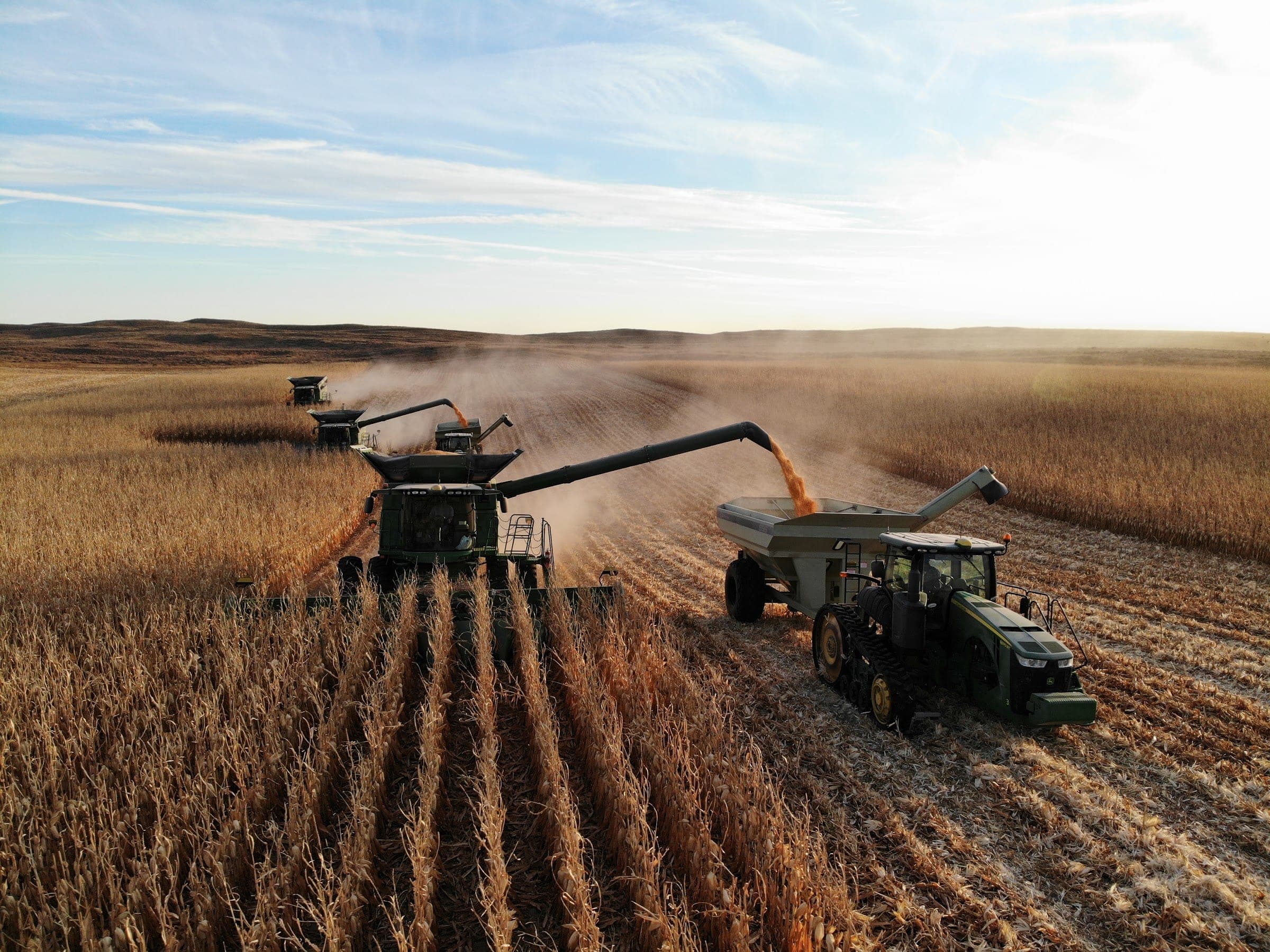 Corn harvest